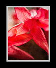 beautiful red flowers in Belize